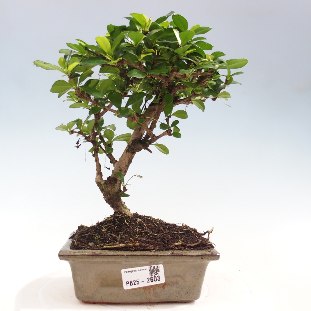 Indoor bonsai - Carmona macrophylla - Fuki tea
