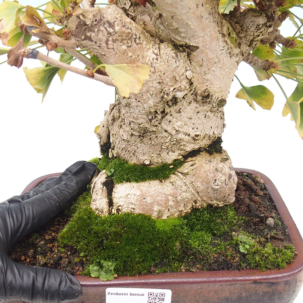Outdoor bonsai - Ginkgo biloba