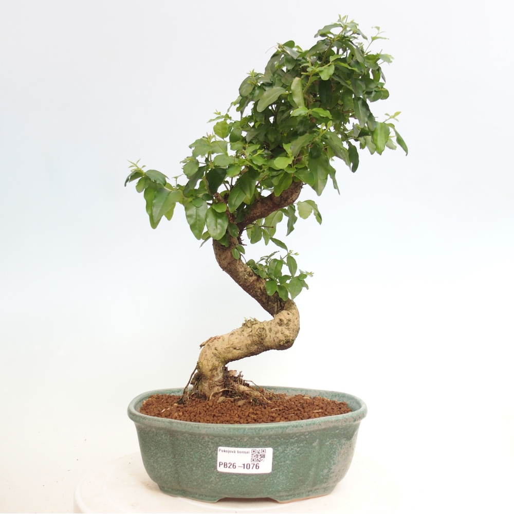 Room bonsai -Ligustrum chinensis - Birds Beak