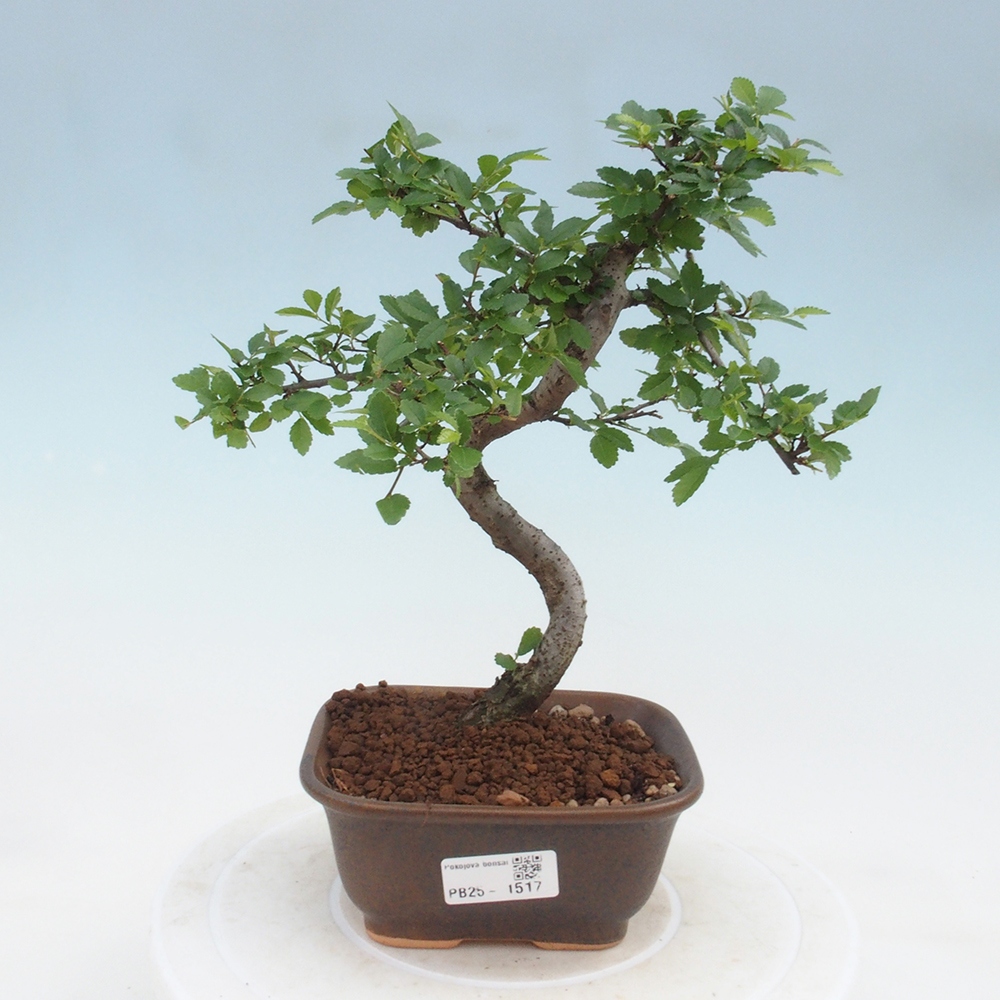 Room Malolistý elm bonsai