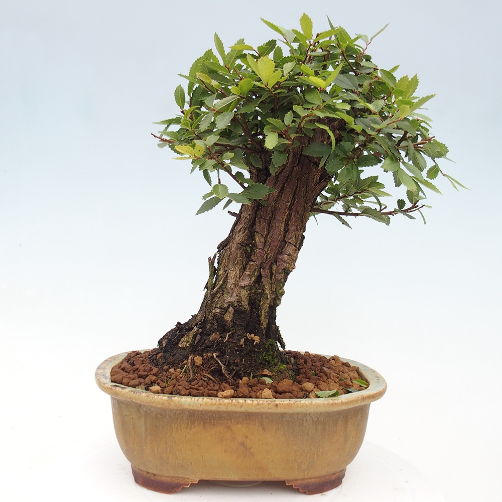 Outdoor bonsai - Zelkova - Zelkova NIRE