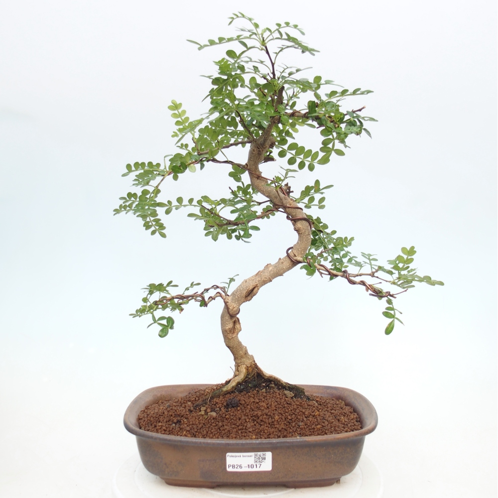 Room bonsai - Zantoxylum piperitum - pepper tree