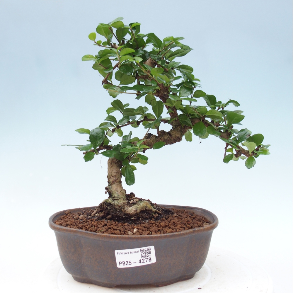 Room bonsai - Carmona macrophylla - Tea fuki