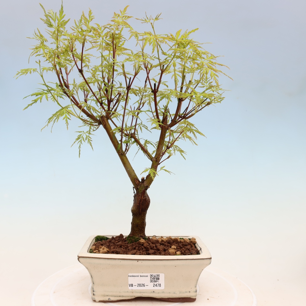 Outdoor Bonsai - Acer palmatum Dissectum - Japanese Maple 