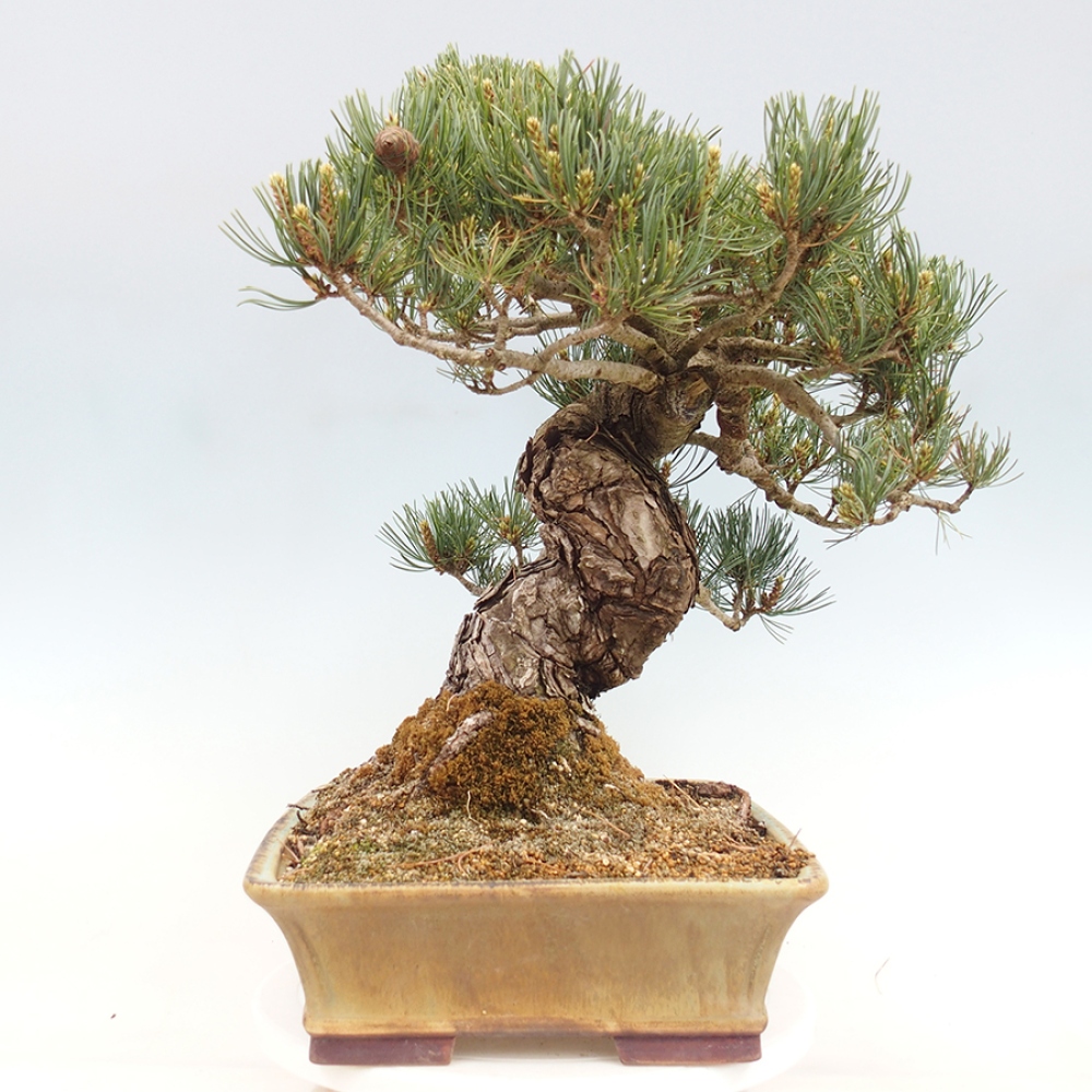 Outdoor bonsai - Pinus parviflora - Pinus parviflora