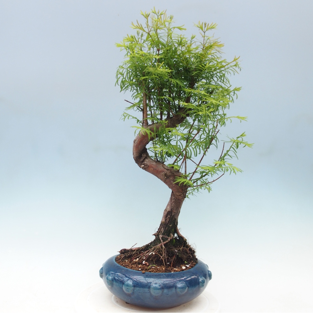 Outdoor bonsai - Metasequoia glyptostroboides - Chinese Metasequoia