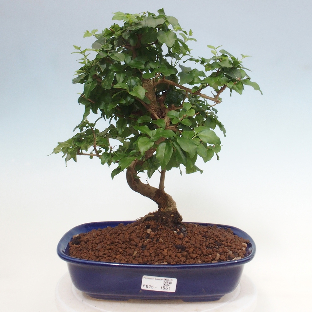 Room bonsai -Ligustrum chinensis - privet