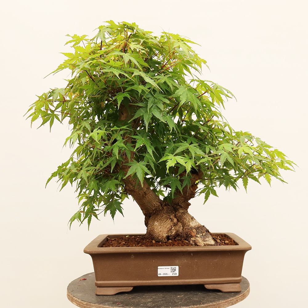 Outdoor bonsai - Maple palmatum - Palms