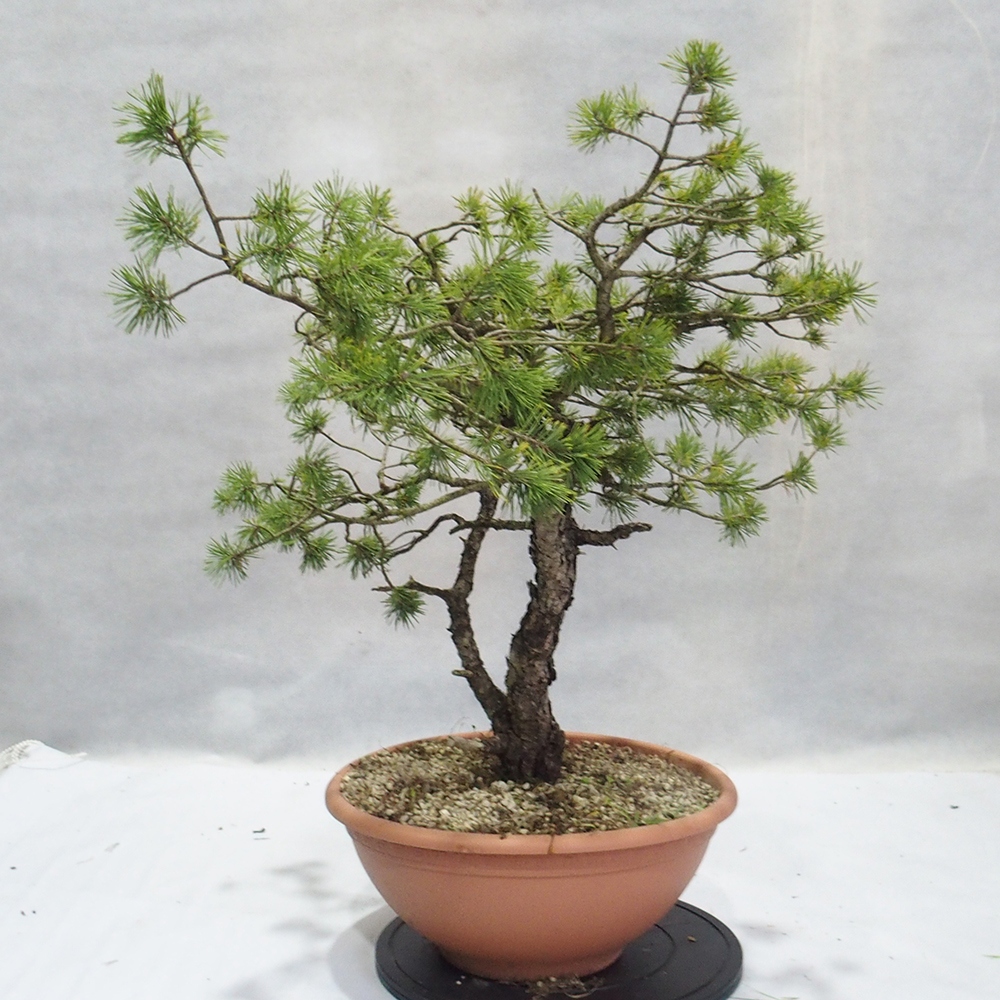 Yamadori - Pinus sylvestris 