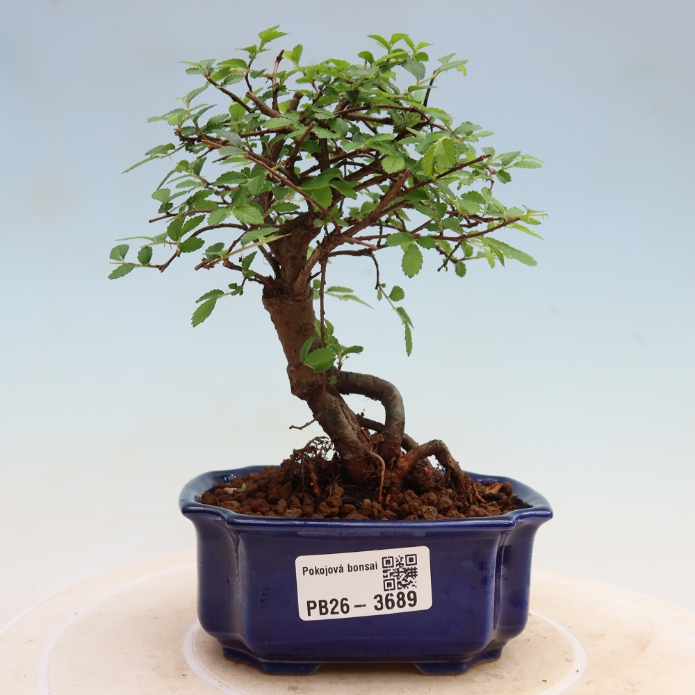 Room bonsai - Ulmus parvifolia - Small-leaved elm