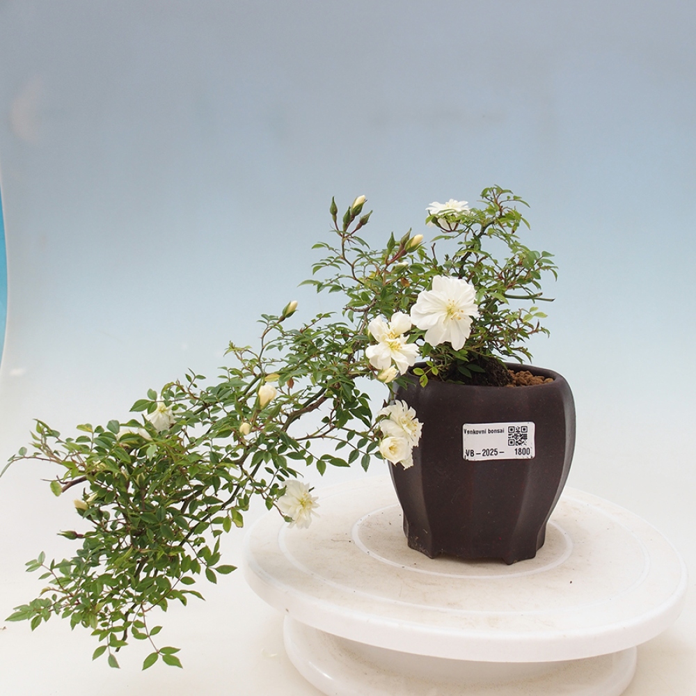 Outdoor bonsai - Rosa Sea Foam -  rose