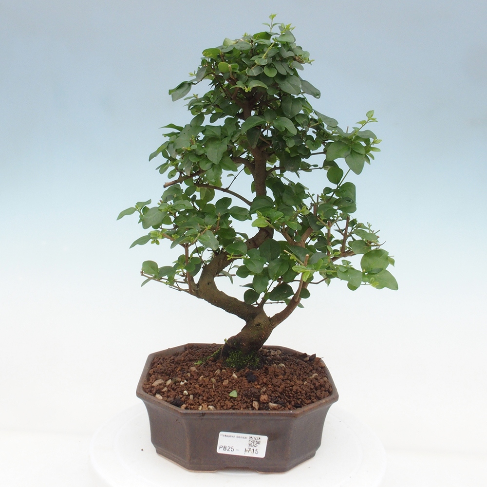 Indoor bonsai -Ligustrum chinensis - Bird's beak