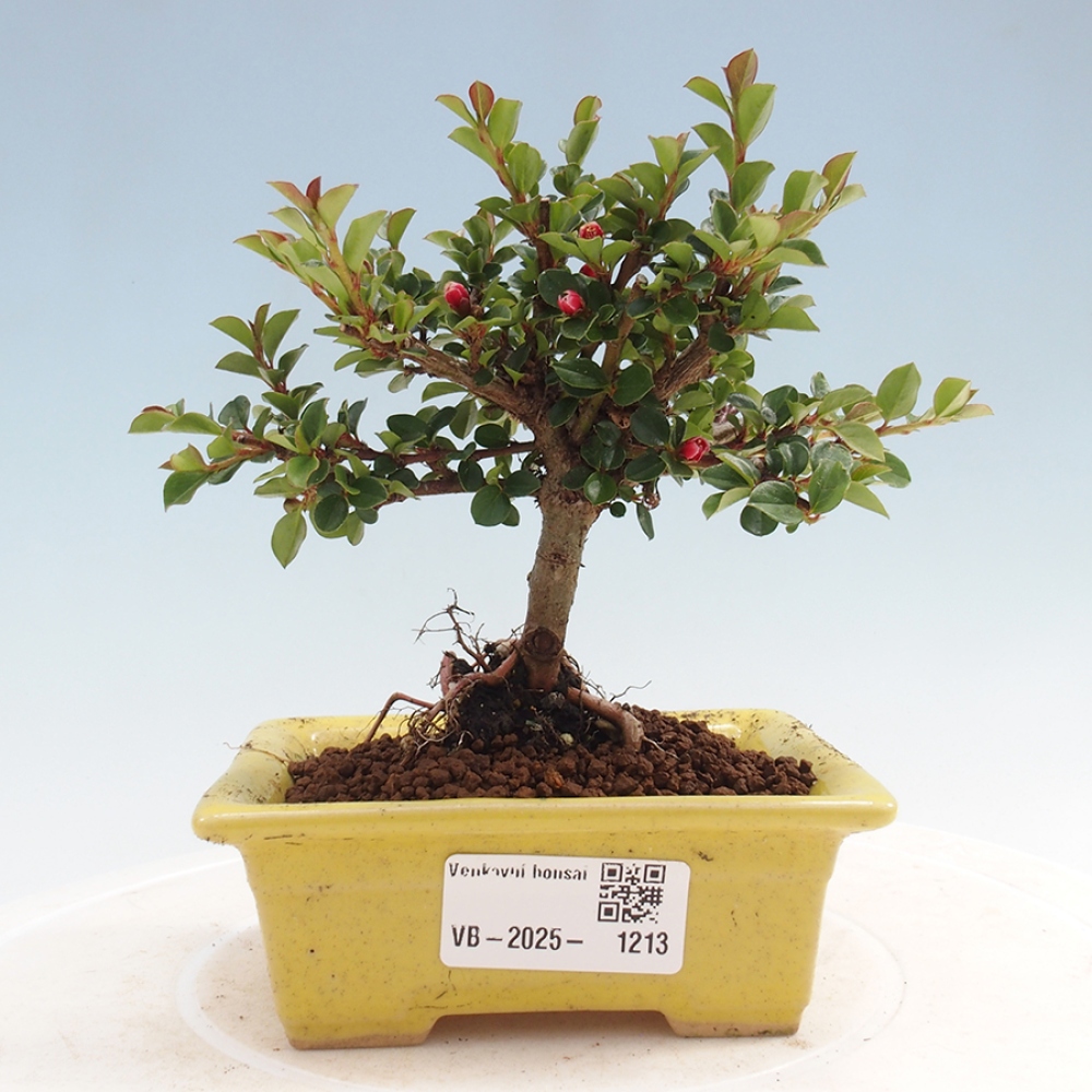 Outdoor bonsai - Cotoneaster horizontalis - Rock tree