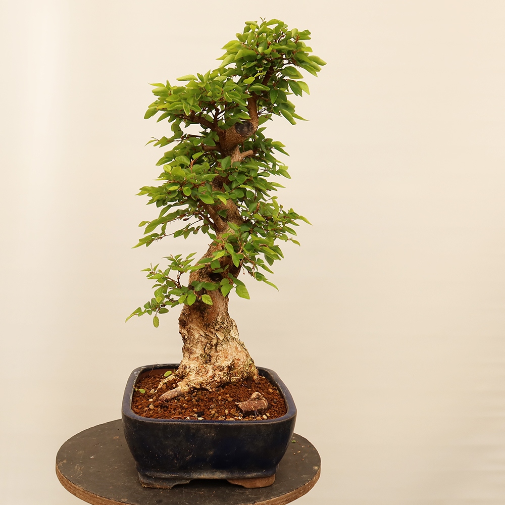 Outdoor bonsai - Carpinus Coreana - Korean hornbeam