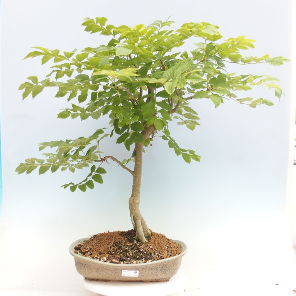 Outdoor bonsai - Fraxinus - Ash