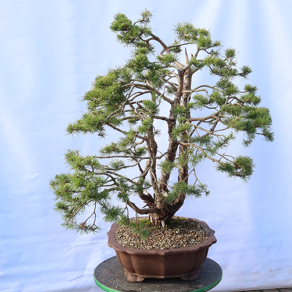 Pinus sylvestris Spain - Scots pine