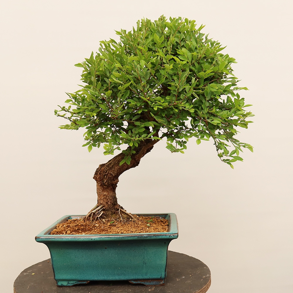 Outdoor bonsai - Zelkova - Zelkova NIRE
