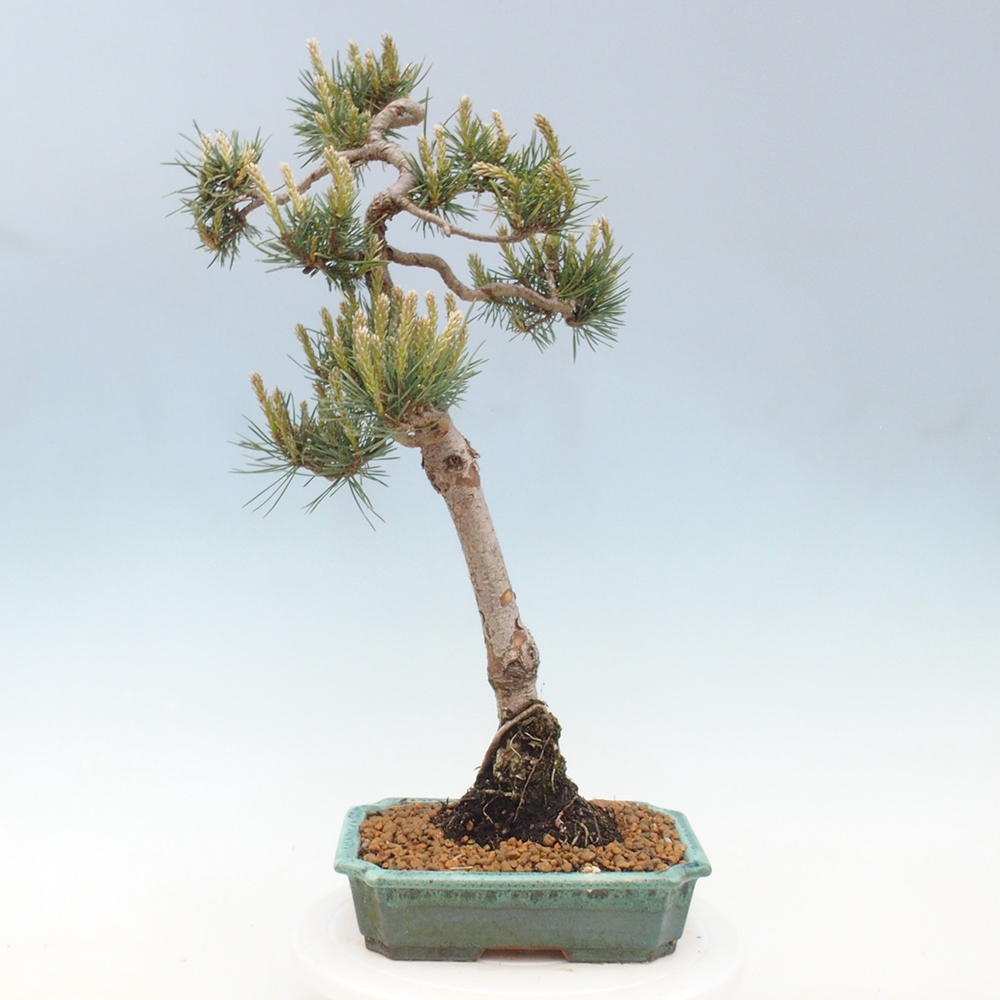 Outdoor bonsai - Pinus Sylvestris - Scots pine
