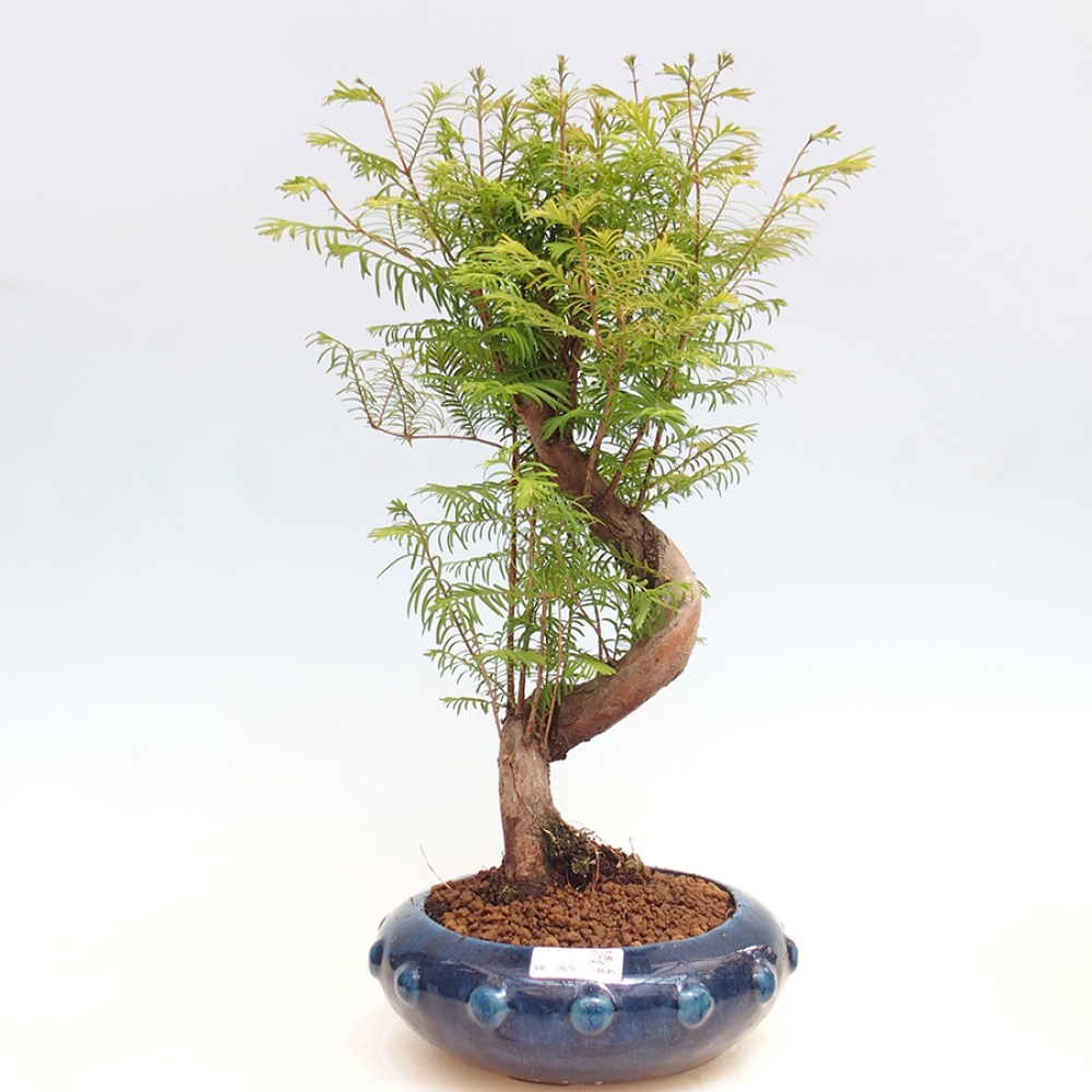 Outdoor bonsai - Metasequoia glyptostroboides - Chinese Metasequoia