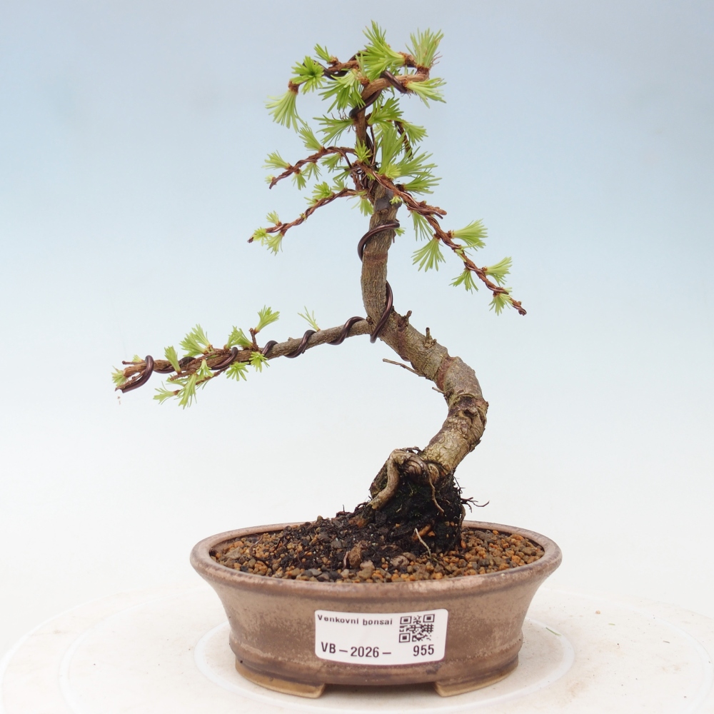 Outdoor bonsai - Larix Kaempferi - Japanese Larch