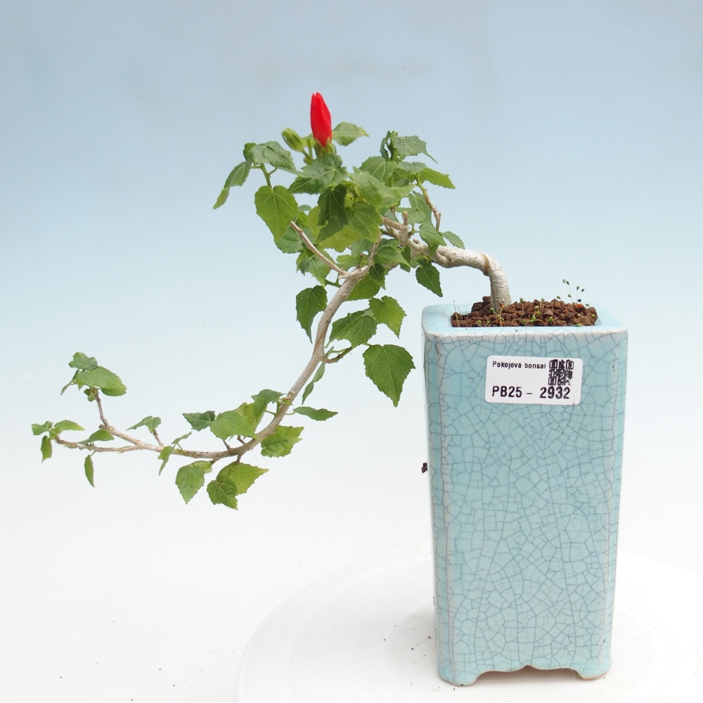 Indoor bonsai - Malvaviscus arboreus - woody hibiscus