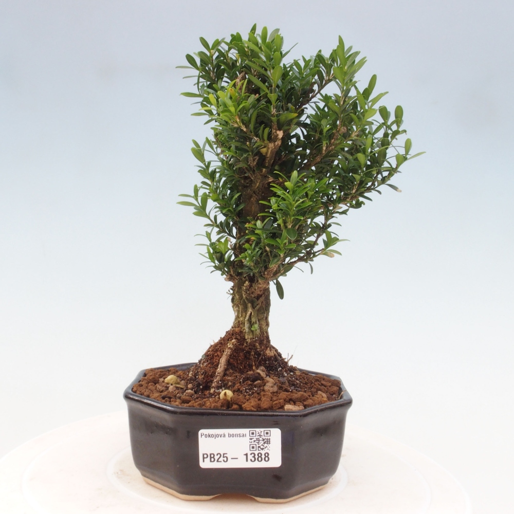 Room bonsai - Buxus harlandii - cork buxus