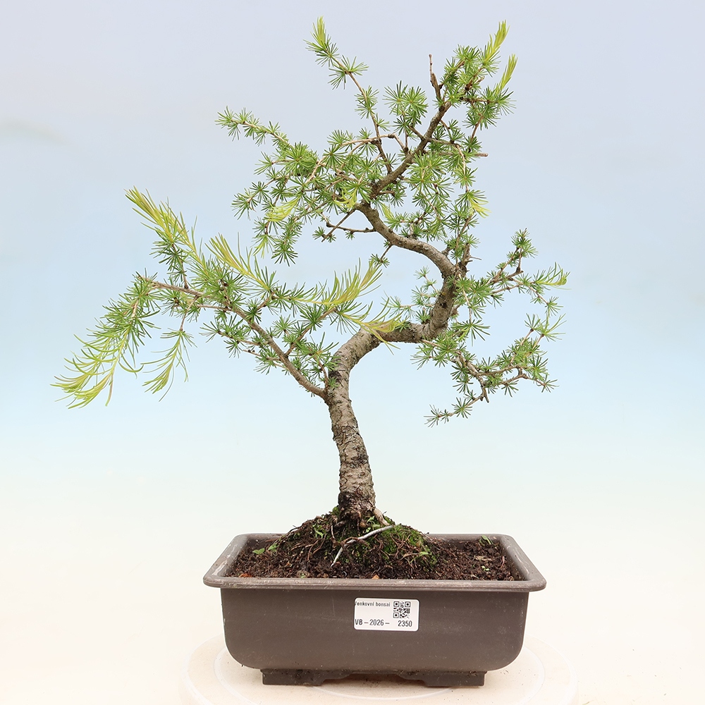 Outdoor bonsai -Larix decidua - Larch