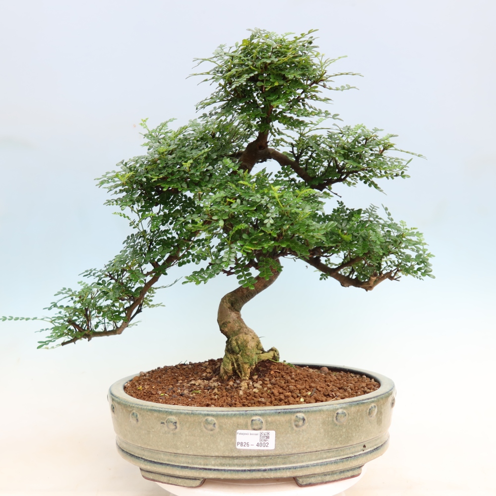 Room bonsai - Zantoxylum piperitum - pepper tree