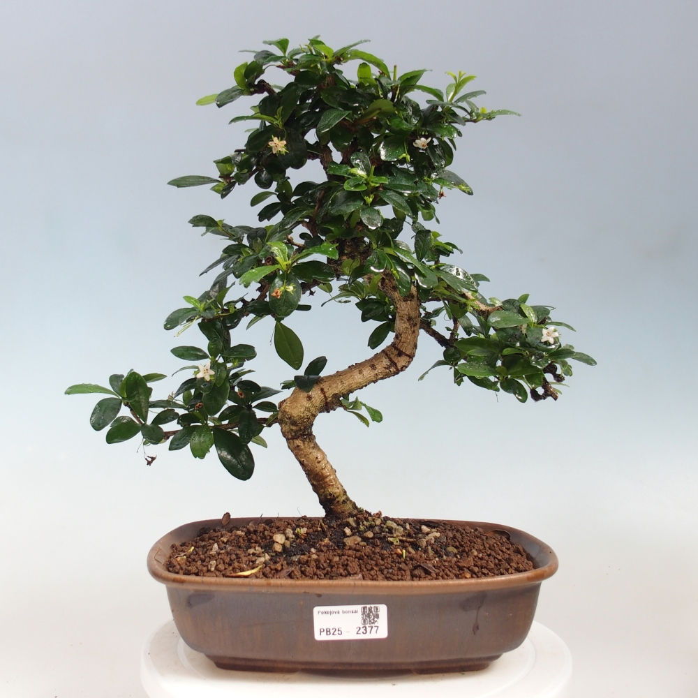 Room bonsai - Carmona macrophylla - Tea fuki