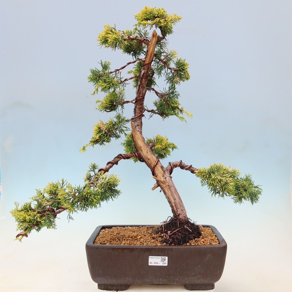 Outdoor Bonsai - Juniperus chinensis 'aurea' - Golden Chinese Juniper