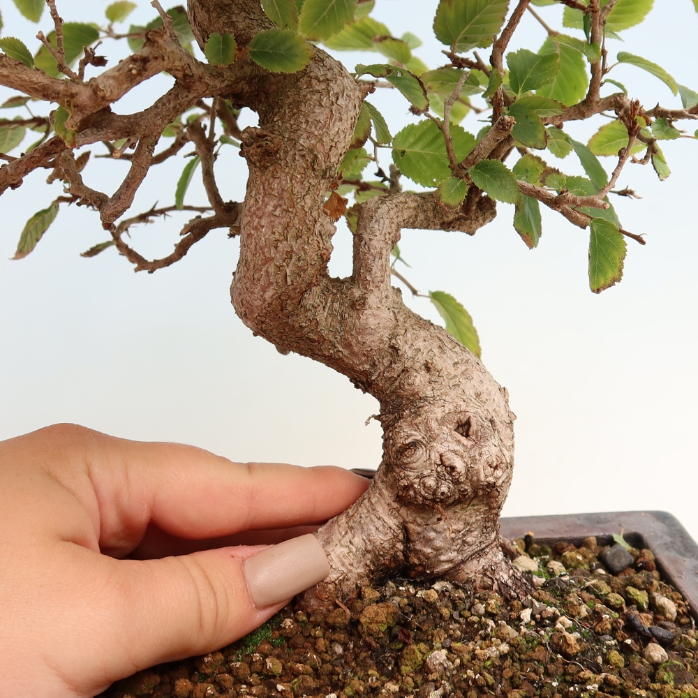 Outdoor bonsai -Carpinus CARPINOIDES - Korean Hornbeam