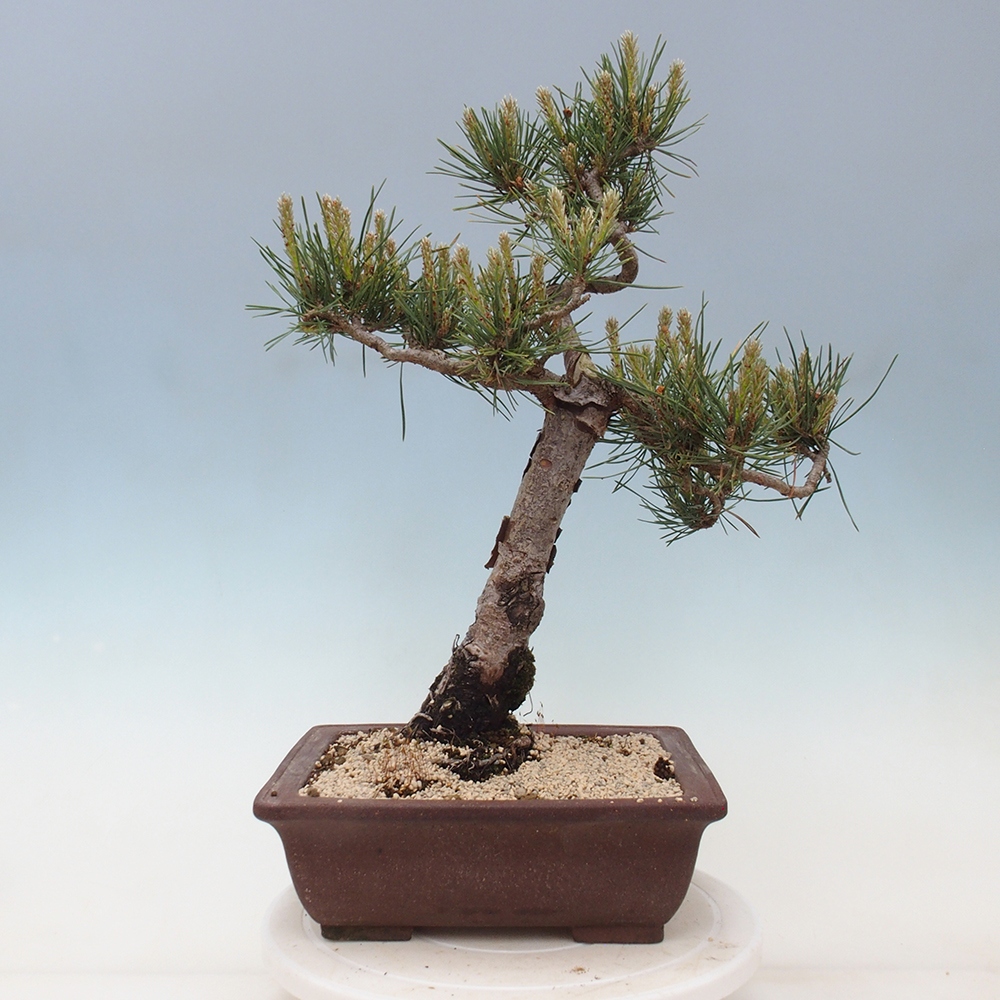 Outdoor bonsai - Pinus Sylvestris - Scots pine
