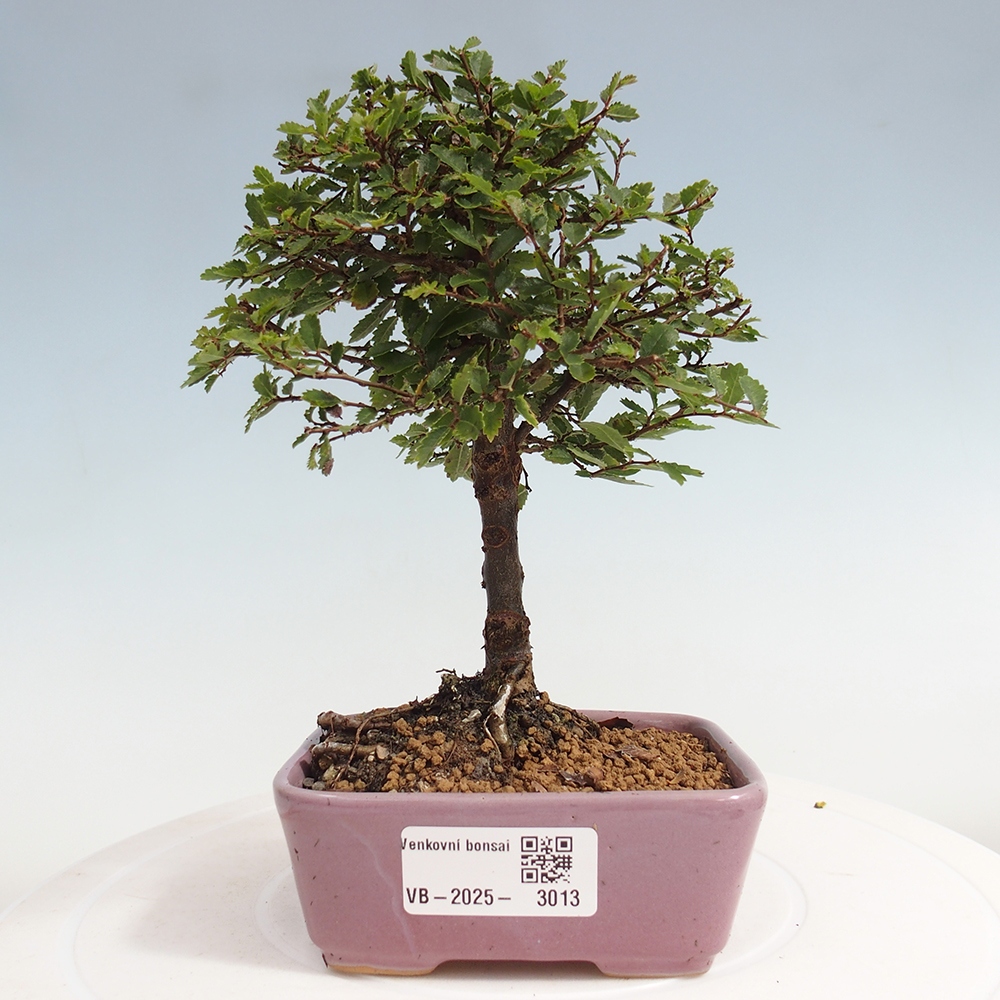Outdoor bonsai - Ulmus parvifolia Sagei - Small-leaved elm