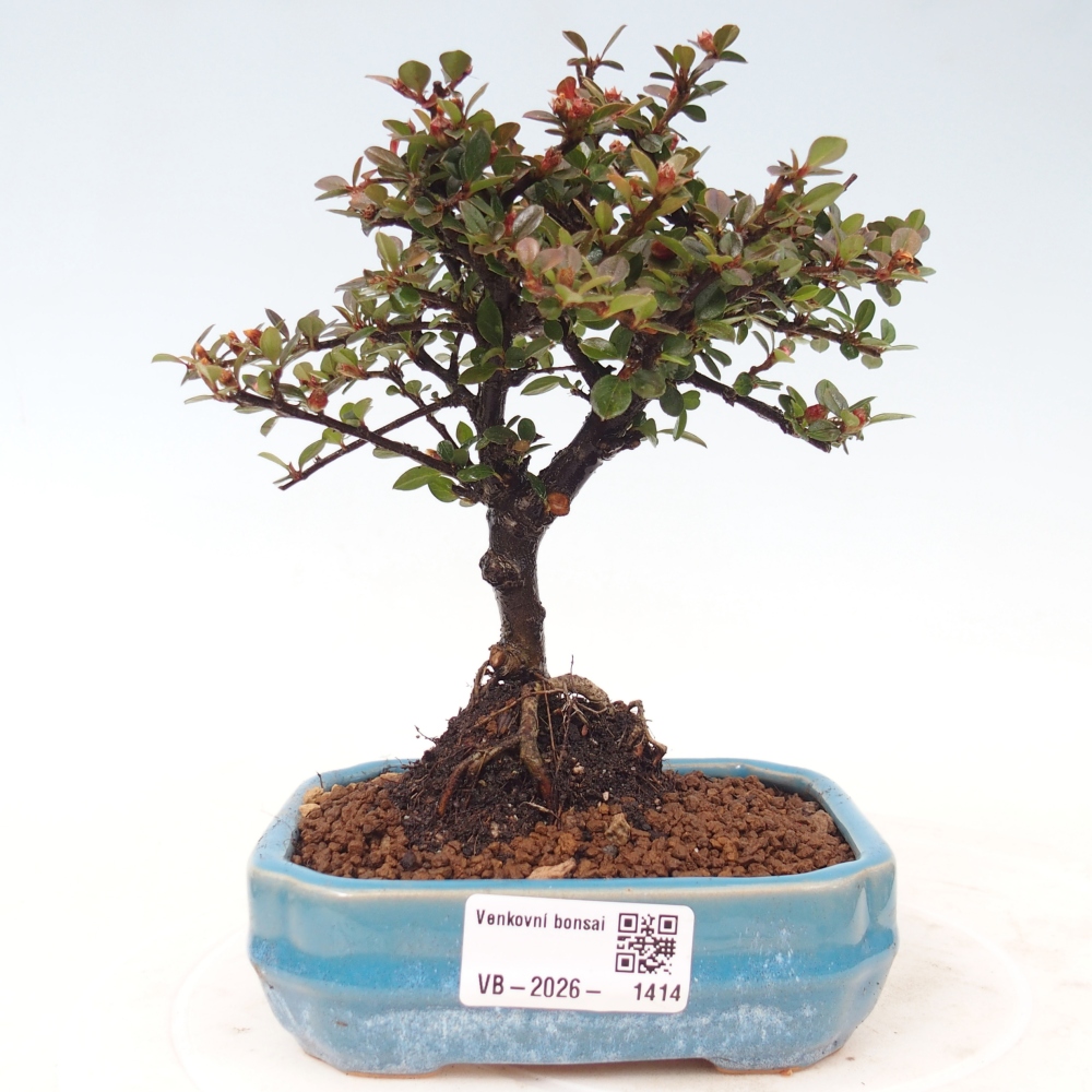 Outdoor bonsai - Cotoneaster horizontalis - Rocky Mountain