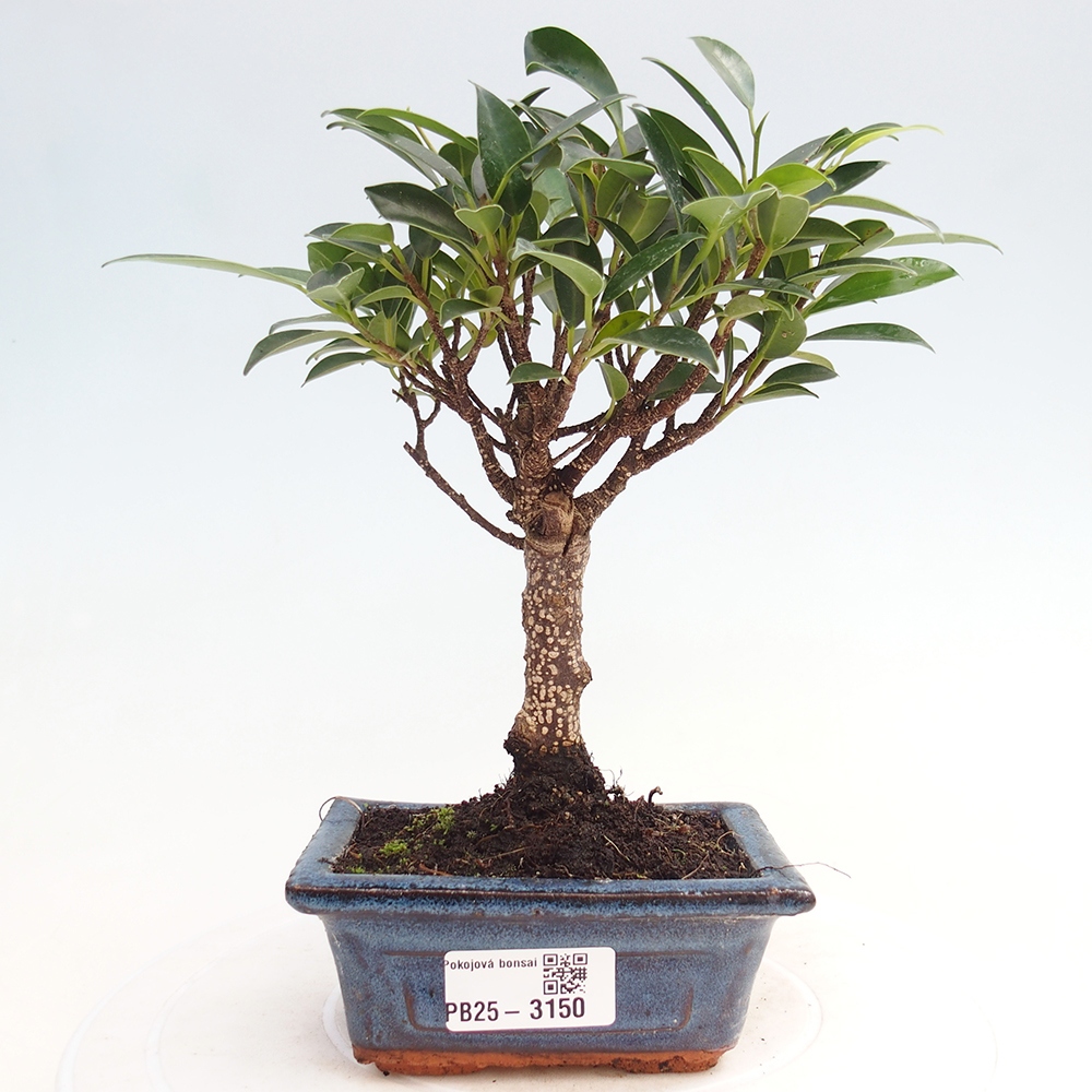 Room bonsai Ficus retusa kimmen