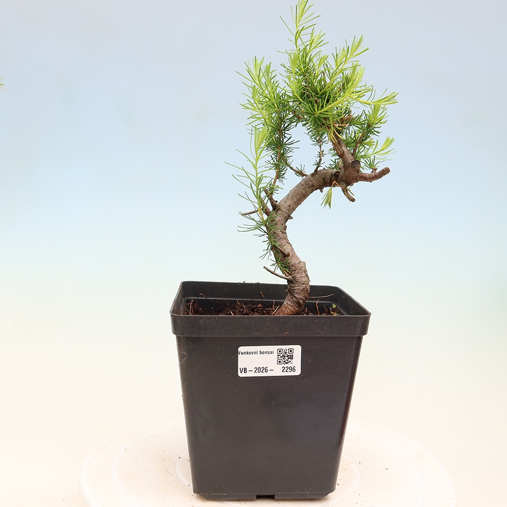 Outdoor bonsai -Larix decidua - Larch