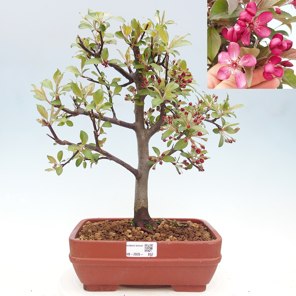 Outdoor bonsai -Malus domestica - Small-fruited red-leaved apple tree