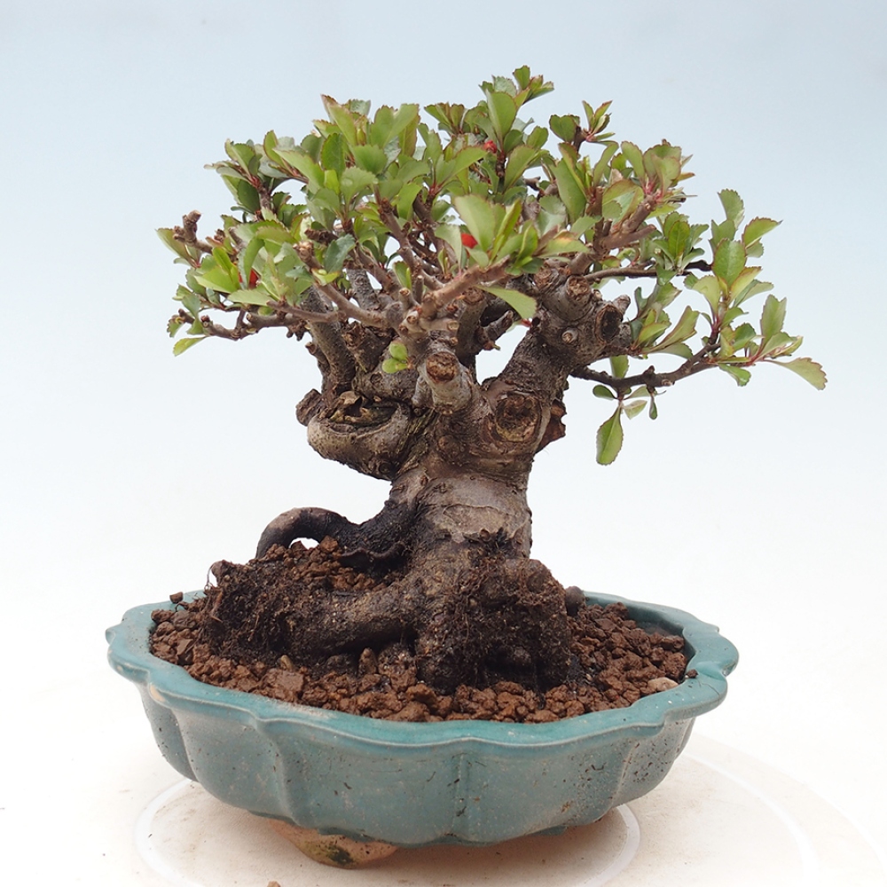 Outdoor bonsai - Chaneomeles speciosa - Quince