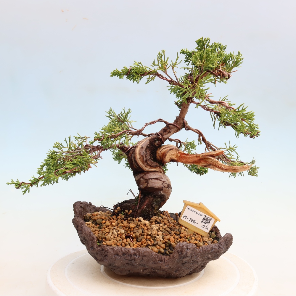Outdoor Bonsai - Juniperus chinensis Itoigawa - Chinese Juniper