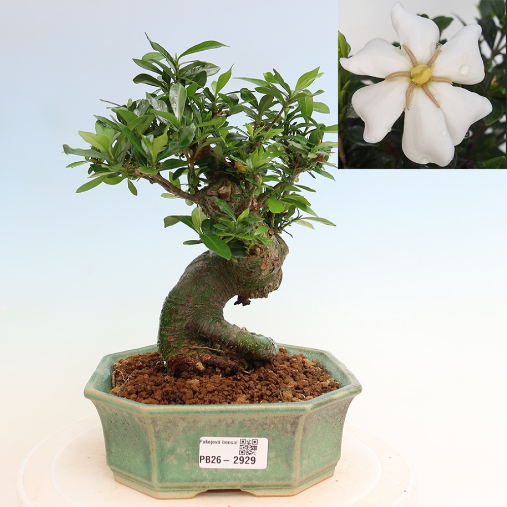 Indoor Bonsai - Gardenia jasminoides - Gardenia
