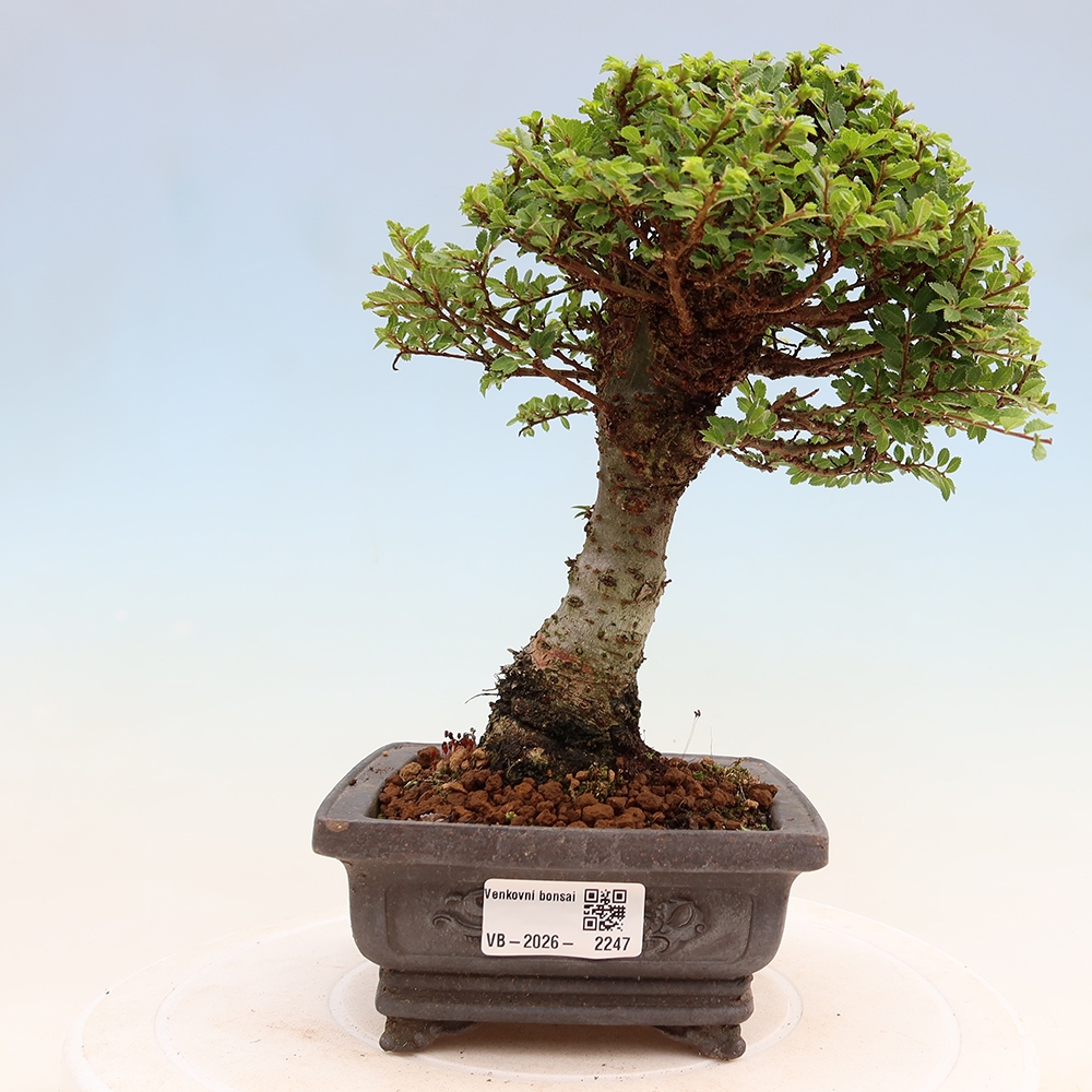 Outdoor Bonsai - Ulmus parvifolia 'Sagei' - Small-leaved Elm