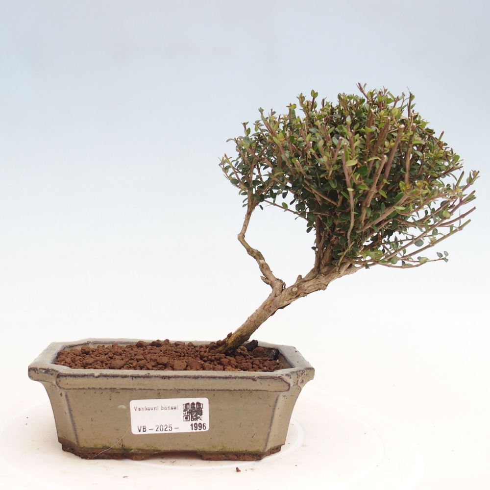 Outdoor bonsai-Lonicera nitida Twiggy -Honeysuckle