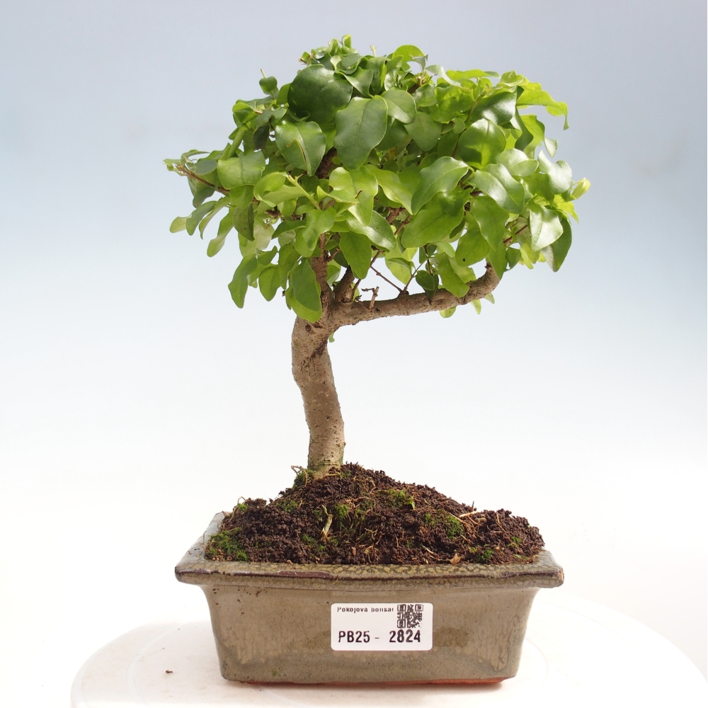 Indoor bonsai - Ligustrum chinensis - Bird's eye view