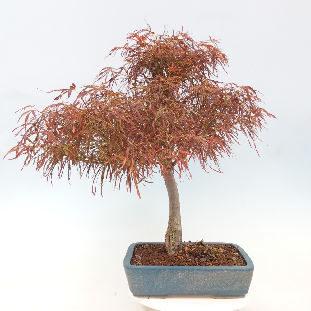 Outdoor bonsai - Acer palmatum RED PYGMY