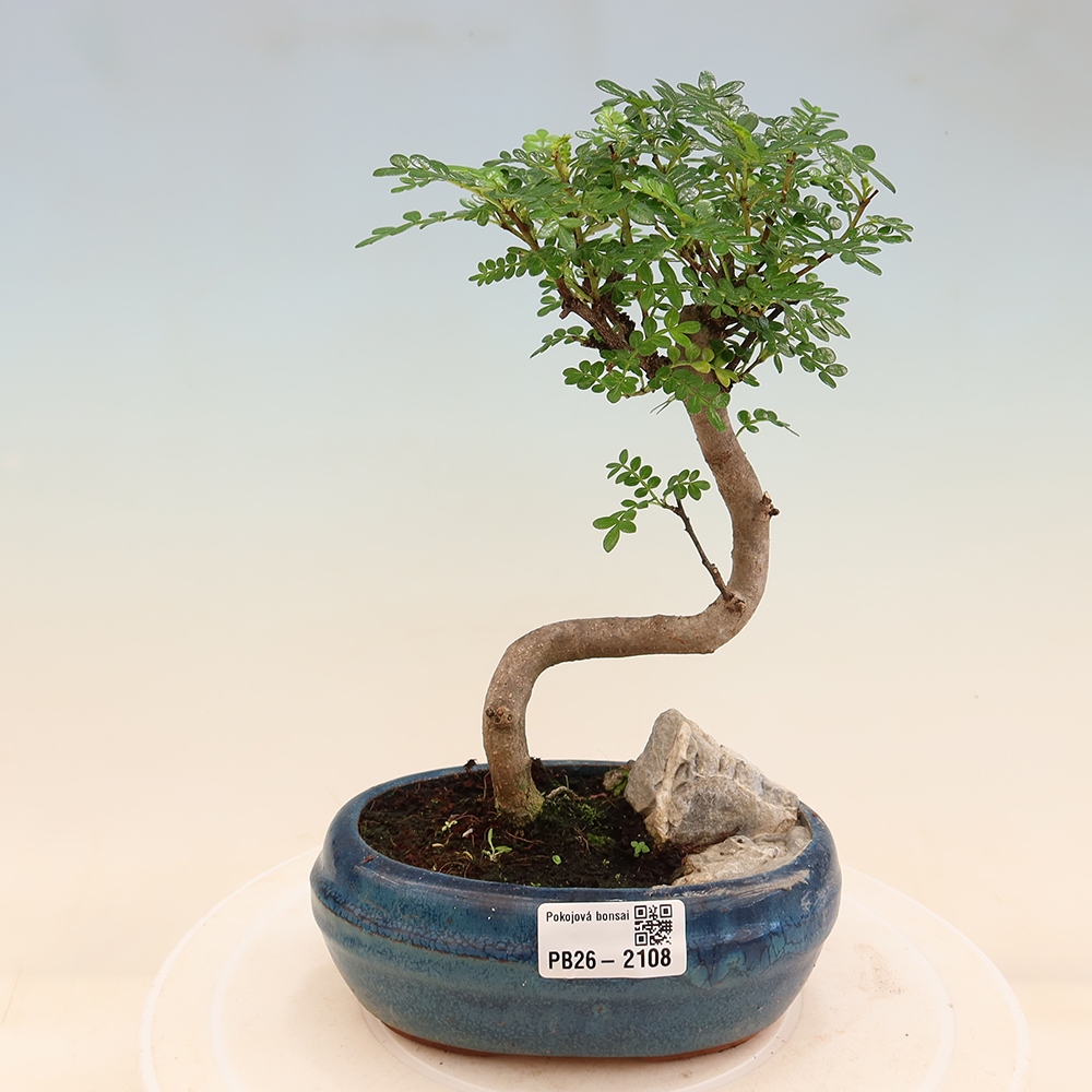 Room bonsai - Zantoxylum piperitum - pepper tree