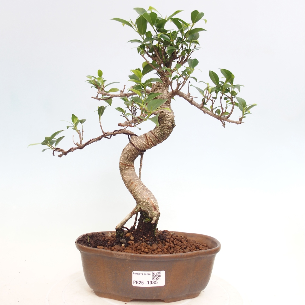Room bonsai - Ficus retusa - small-leaved ficus