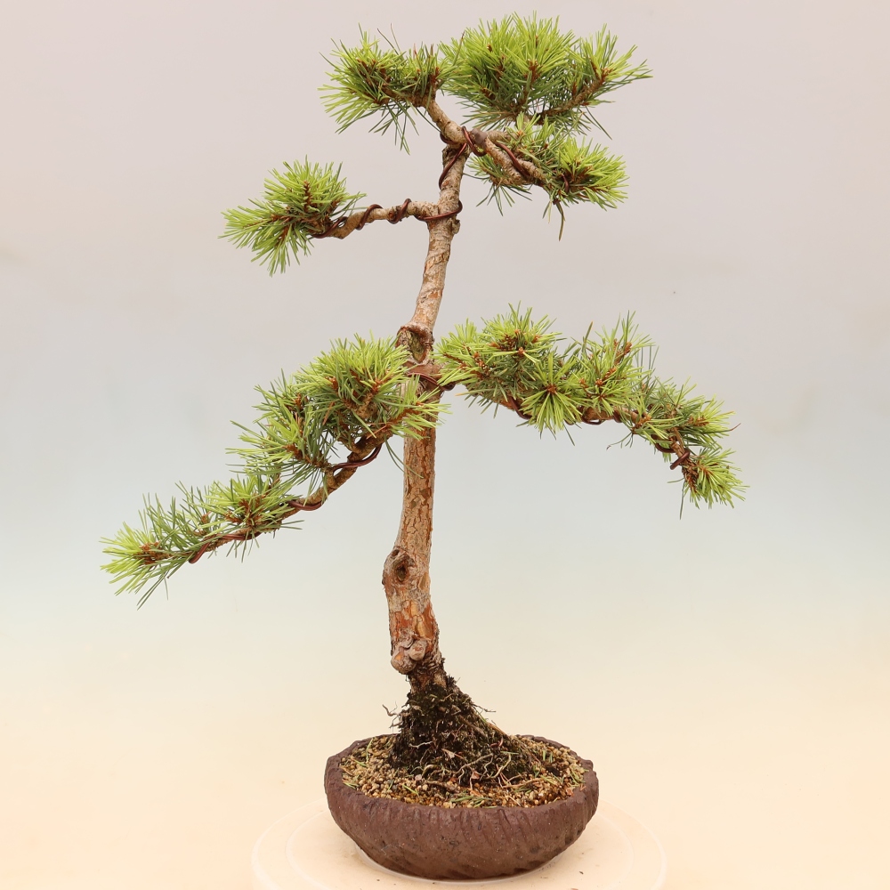 Outdoor Bonsai - Pinus sylvestris 'Watererri' - Scots Pine
