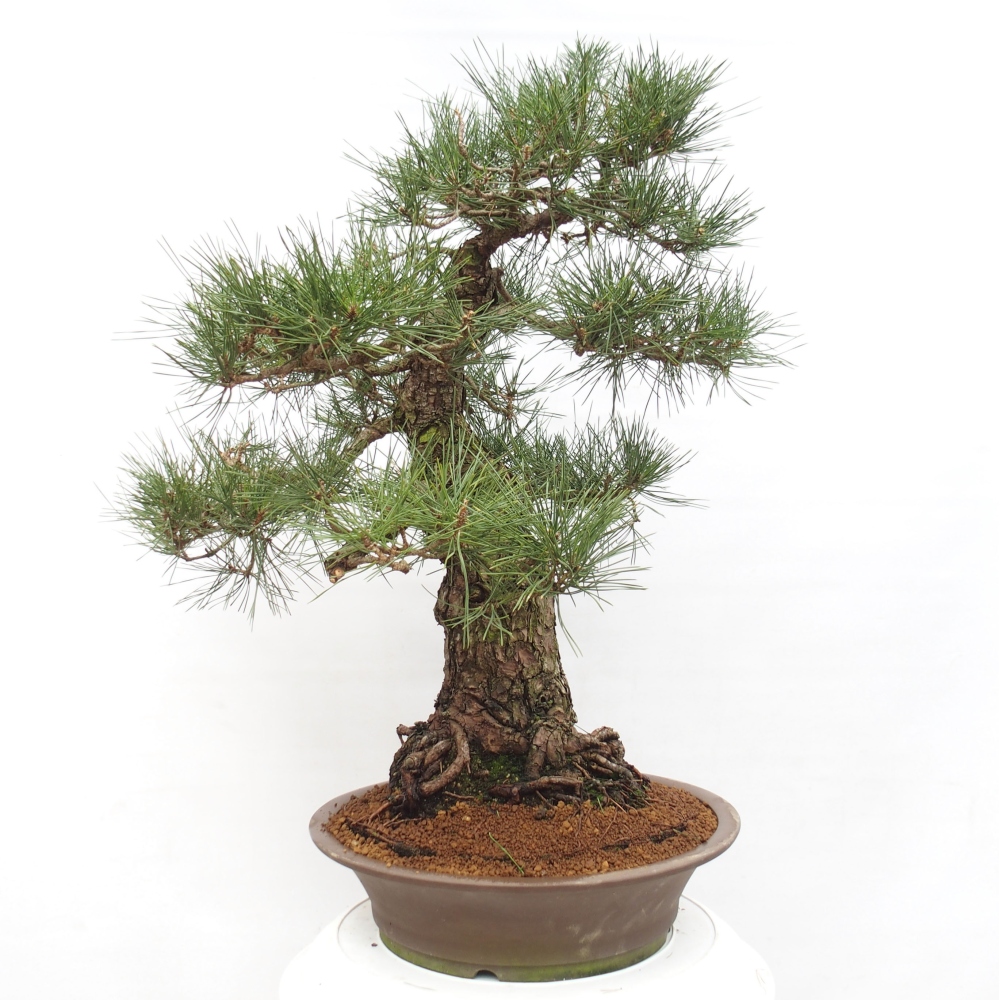 Outdoor bonsai - Pinus thunbergii - Thunberg pine