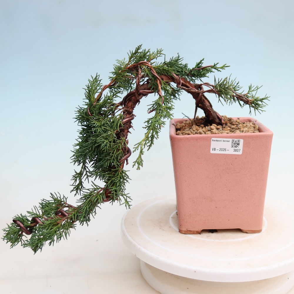 Outdoor bonsai - Juniperus chinensis Kishu
