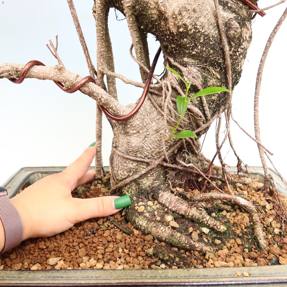 Room bonsai - Ficus kimmen - small-leaved ficus